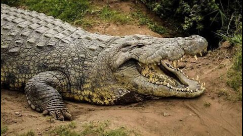 man feeding incredible crocodile