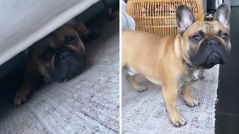 Frenchie has priceless reaction every time he hears the word "treat"