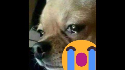Chihuahua dog crying 9😭 Perrita Chihuahua llorando 😒
