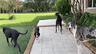 Great Dane puppy's first squirrel patrol with the pack