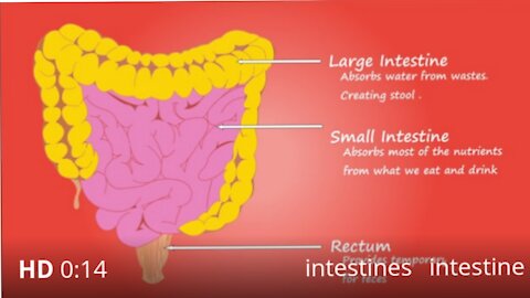 Intestine information