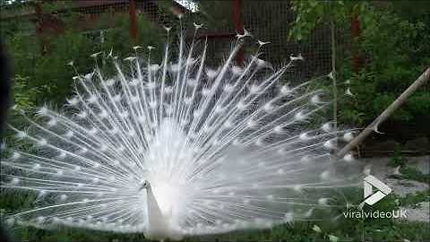 White peacock shows off || Viral Video UK