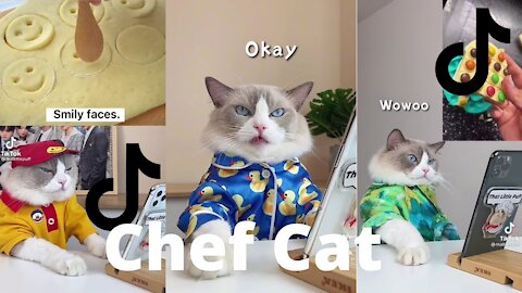 Chef cat tiktok complication (cat cooking - everything sees on tiktok) - Best Of Tiktkok