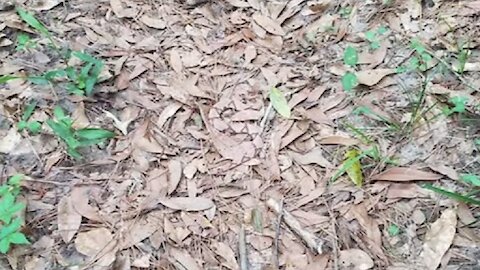 The Internet is Frantically Trying to Find the Camouflaged Snake in This Photo. Do You See It?