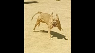 World's Fastest Dog ( American bully )