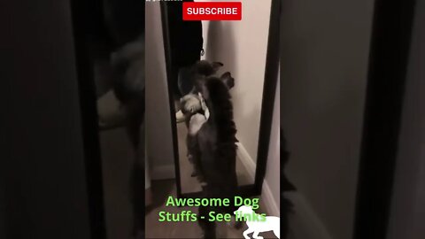 🤣Dogs vs Mirror 2022 Funny Dog Video Clips #shorts