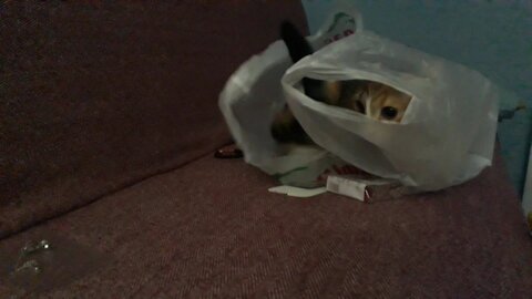 Camera shy kitten hides in plastic bag.