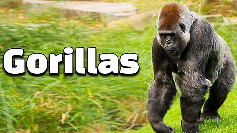 12 Interesting Facts of Gorillas: Majestic Jungle Giants