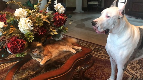 Funny Great Danes with Motionless Halloween Lion Cat