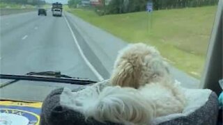 Dog has the best seat on road trip