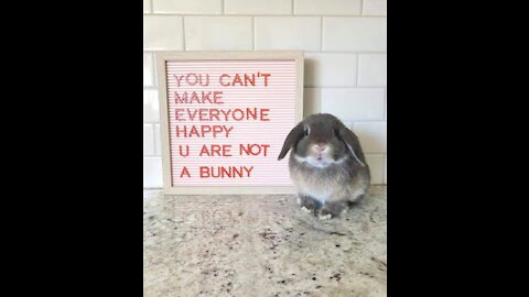I guaranty you that you shocked after watching this video| Rabbits and animal lovers must watch
