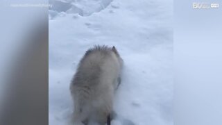 Cane salta sulla neve come un coniglio per prendere i croccantini