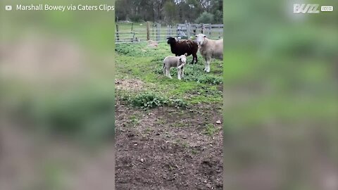 How bizarre! Lamb born with five limbs