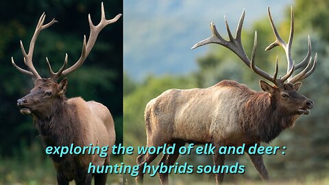 exploring the world of elk and deer: hunting hybrids sounds