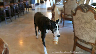 Cat Watches Happy Great Dane Clean Out A Peanut Butter Jar