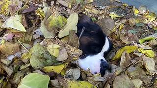 Funny Saint Bernard Dog Takes A Nap In A Pile Of Leaves