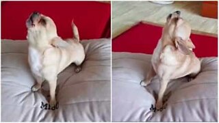 Chihuahua sings along with a harmonica