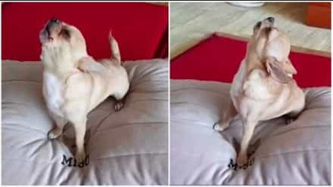 Chihuahua sings along with a harmonica