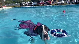 Great Dane Jumps For Dock Diving Ribbon & Title