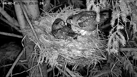 A Super Sized Meal for Ellie 🦉 04/02/23 23:10