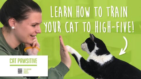 Cats : Basic Cat Training Tips