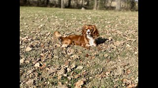 Punkin the Cavalier King Charles Spaniel