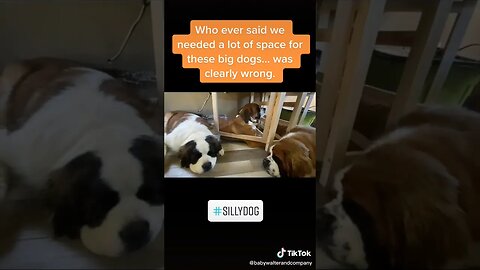 Silly St Bernards #dog #dogs #sillyfunnyvideos #sleepingdogs #saintbernard