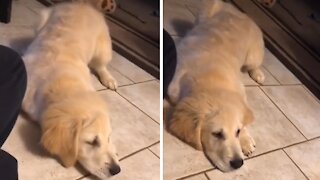 Golden Retriever Puppy Freaks Out Over Hair Brush