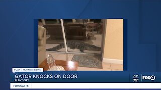 Plant City family wakes up to large gator