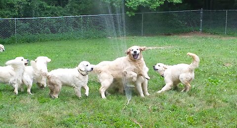 Seven Golden Retrievers Playing With A Sprinkler Is All You Need To See Today