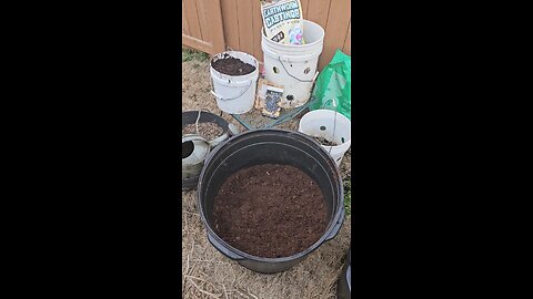 Planted Black Garbanzo Bean Chickpeas With Red Potatoes 02/16/2024