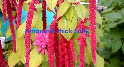 Amaranth thick fluffy