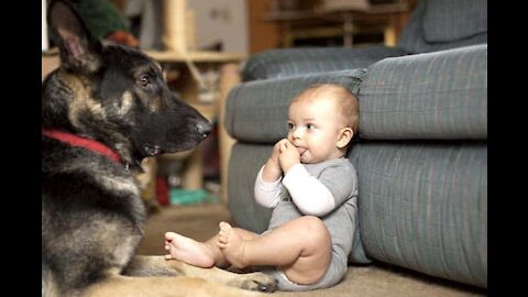 The best Protection Dogs -German Shepherd Protects Babies and Kids Compilation
