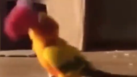 Parakeets dance with paper cups