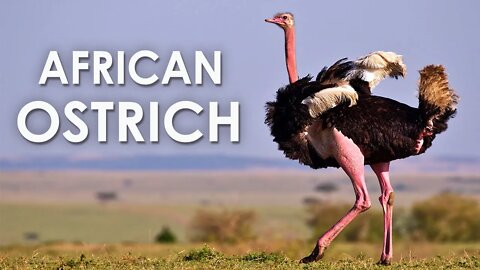 THE BLACK AFRICAN OSTRICH CAN SPRINT IN SHORT BURSTS UP TO 43 MILES -HD | OSTRICH | CAMEL BIRD |