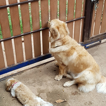 Goldenretriever waiting a boy back home