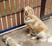 Goldenretriever waiting a boy back home