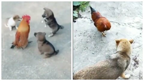 Hilarious fight with chicken and dog 😂😂