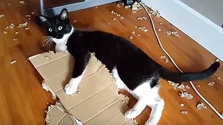 Elliot the cat vs Box
