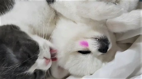 Pomeranian wearing makeup gets kissed by cat