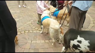SOUTH AFRICA - Cape Town - The Blessing of the Animals(video) (PpW)