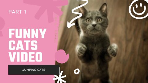 Funny Cat Videos [Part 1]
