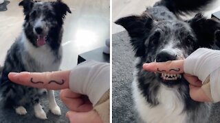 Smart Australian Shepherd performs funny mustache trick