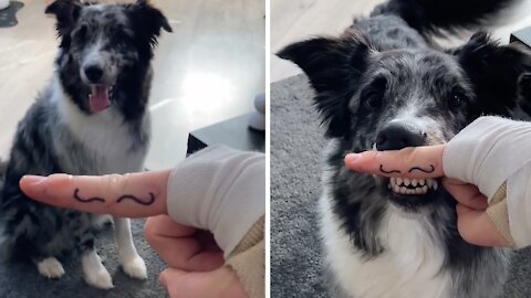 Smart Australian Shepherd performs funny mustache trick