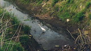 Healing nature during a pandemic: the appearance of a heron in a city ditch