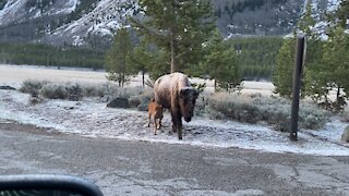 Yellowstone Bison and baby