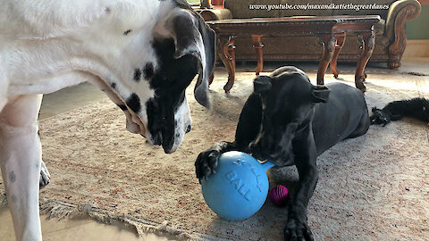 Funny Great Danes Have Fun Chewing On Their Balls