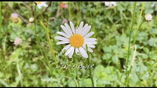 WILD FLOWER IN O’Brien Beach, Chelsea, Quebec, Canada