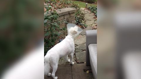 Dog Howls While Wearing Cone Of Shame