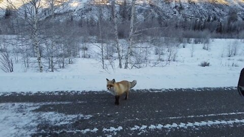 This fox looks very hungry